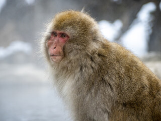 Japanese snow monkey sitting beside hot spring 40