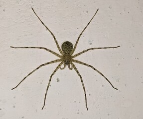 spider on black