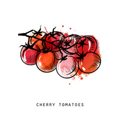 Watercolor sketch of cherry tomatoes