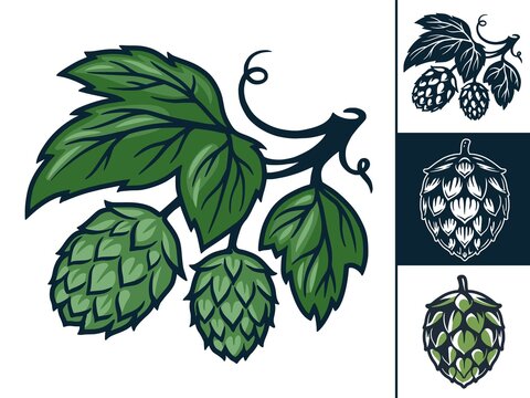 Set Of Craft Beer Hop For Design Logo And Emblem In Pub Or Bar