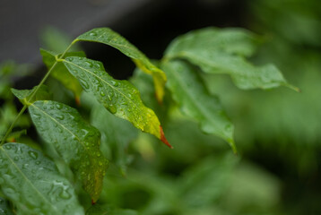 Beautiful grean leaf texture with drops of water, close up. Selective focus. After rain. Long banner with copy space. Long horizontal banner. Beautiful leaf texture in nature. Natural background.