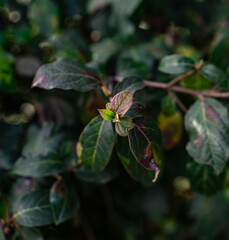 Beans tree. Coffee beans growing on a branch of coffee tree. Close up Branch of a coffee tree with ripe fruits. Beans plant. 