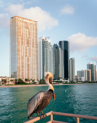 pelican on the pier sunny isles beach horizon buildings hotel panorama blue florida beautiful place 
