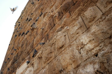 Pigeons sitting on old weathered stone building. Old historical building texture.