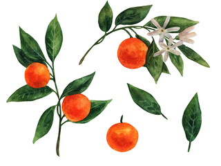 Watercolour clip art with tangerines