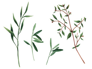 Watercolour clipart with herbs and twigs