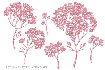 Vector set of hand drawn pastel rosemary everlasting