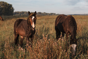 horse and foal