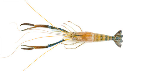 river shrimp common or Macrobrachium rosenbergii isolated on white background