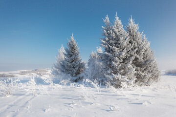 snow covered trees