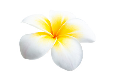 frangipani isolated