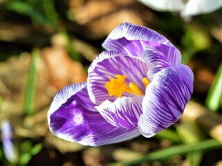 Purple spring crocus.