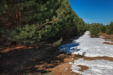 Naklejka premium river in the forest
