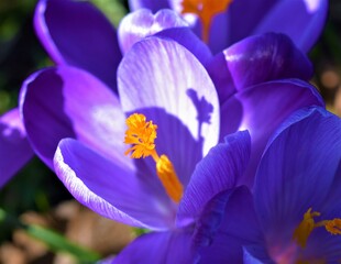 purple crocus flowers