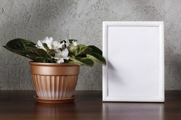 African violet with white flowers in flower pot and white wooden frame on wooden shelf near wall. Interior background.