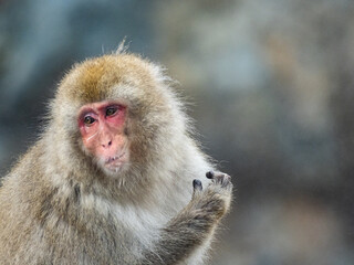 close up face of Japanese macaque snow monkey 6