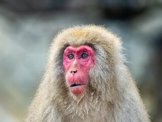 close up face of Japanese macaque snow monkey 1
