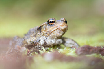 Bufo spinosus en la orilla del río