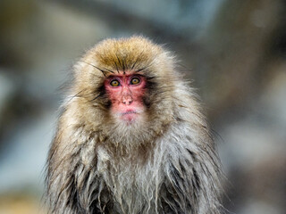 close up face of Japanese macaque snow monkey 4