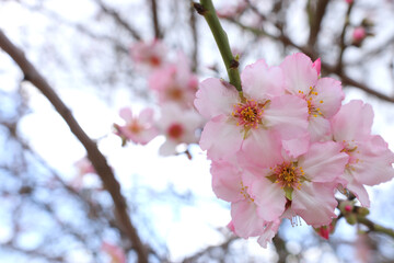 background of spring cherry blossoms tree. selective focus