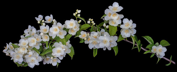 jasmine branch white buds