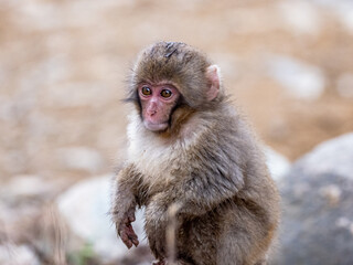 Young Japanese snow monkey near hot spring 2