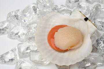 Raw scallop with ice