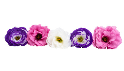 Obraz premium beautiful eustoma flower isolated