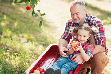grandfather with granddaughter harvesting fresh red apple on huge garden. Harvest Concept. Child...