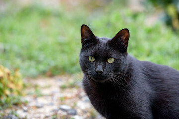 Naklejka na ściany i meble Stray cat (black cat)