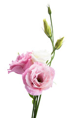 beautiful eustoma flower isolated