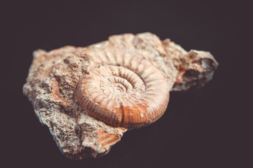 Ammonite fossil isolated on a black background
