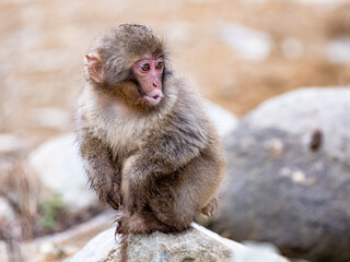 Young Japanese snow monkey near hot spring 3