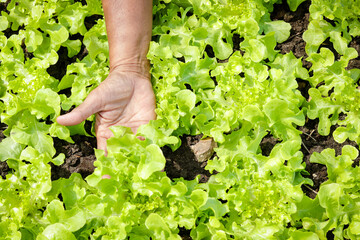 The hands of the Farmers do agriculture Catch organic green salad greens in the ground plot. Concept of healthy eating, organic food Grow vegetables to eat at home. Copy space
