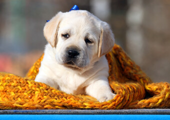 a yellow labrador puppy on the blue