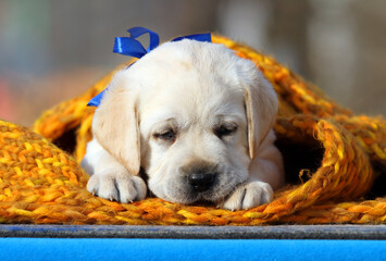 the yellow labrador puppy on the blue