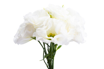 beautiful eustoma flower isolated