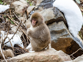 Young Japanese snow monkey sitting on rocks 1