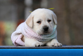 the sweet nice yellow labrador puppy on the blue