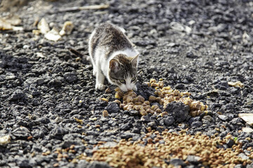 Stray cats eating on the street