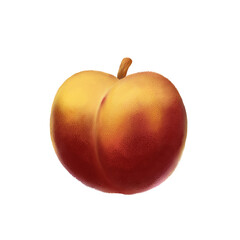 Juicy peach illustration. Isolated textured fruit on a white background for printing, textiles, paper