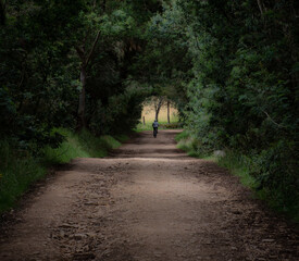Fototapeta premium cyclist in the forest