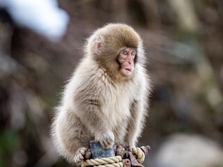 Young Japanese macaque snow monkey on fence post 2