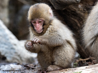 small Japanese macaque snow monkey on rocks 5