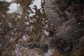 puddle