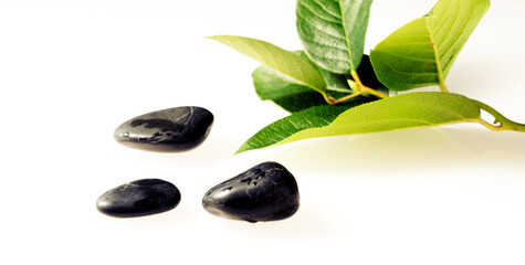 black stone and green leaf branch plant on a white background. Spa Concept