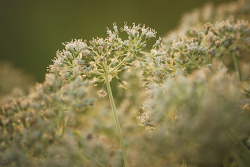 A soft and light pastel tone of small white shrub in early morning light image for welcome spring season background and wallpaper.