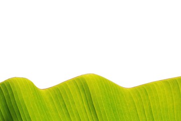 Green banana leaf isolated on white background. Tropical greenery  foliage image for minimal nature aesthetic background.