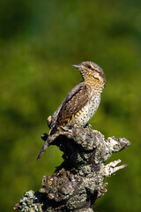 Eurasian wryneck, jynx torquilla, sitting on a branch in spring nature in vertical composition. Brown striped bird resting on a twig illuminated by sun. Animal wildlife perched with green background.