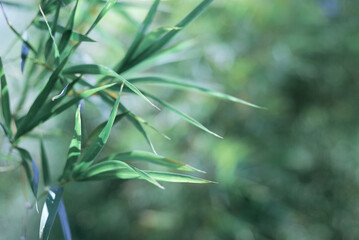 Bamboo leaves in fresh clear morning air. A serene in green nature atmosphere of beautiful bamboo forest. Blurred image in cool tone for spring background and wallpaper.